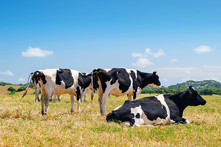 EMPRESA stock-photo-black-and-white-cows-grazing-in-the-farmland-at-menorca-spain-210961192